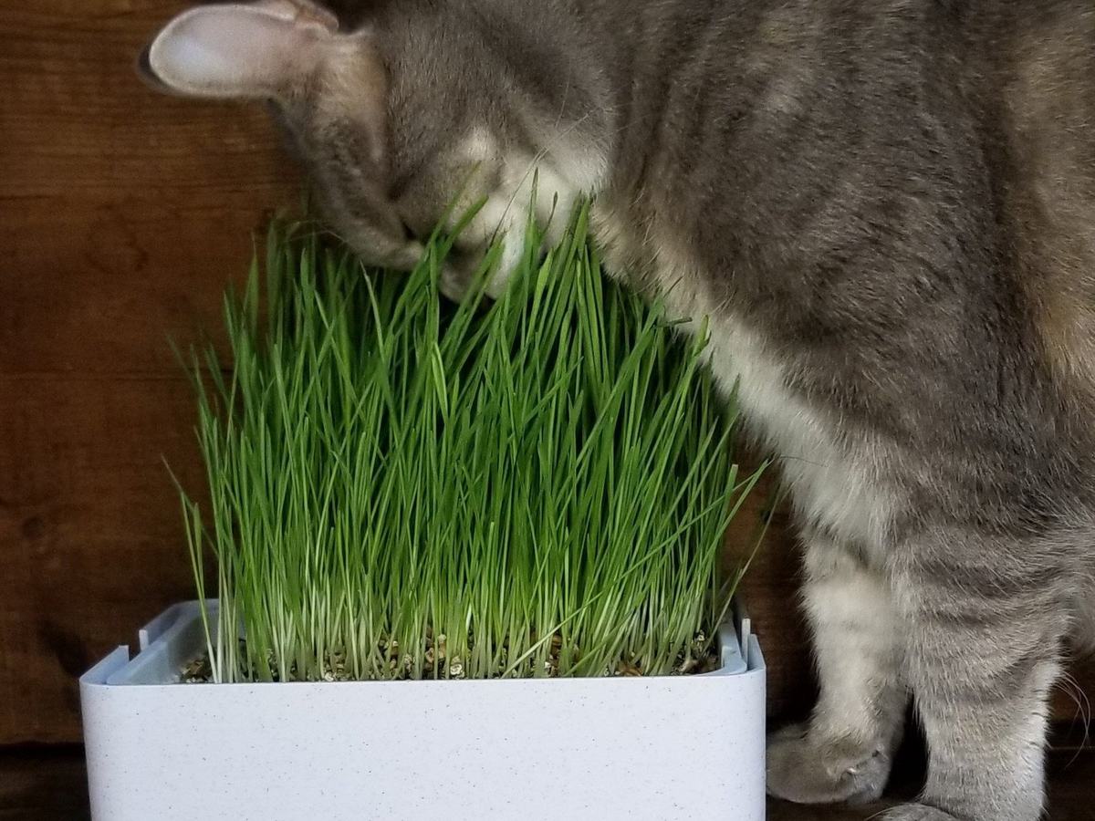 Green ribbed 3D-printed planter of fresh cat grass on a windowsill, a cat mom gift the cat uses too